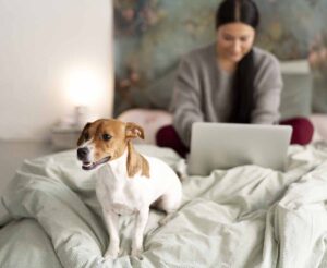 hoteles pet friendly